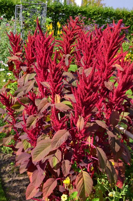 Amaranthus cruentus 'Velvet Curtains'